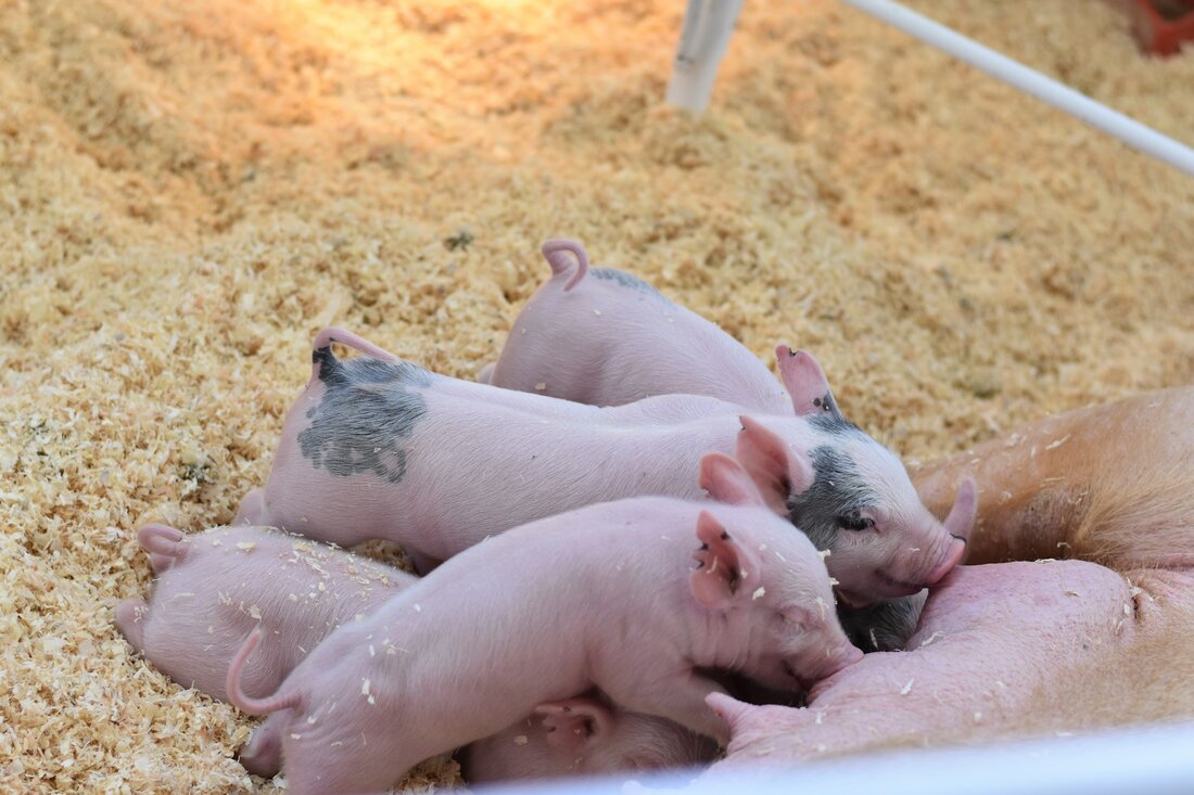 In Dänemark zahlen Schweinehalter künftig mehr Steuern für das Kupieren von Schwänzen. Ein Schritt zur Verbesserung des Tierschutzes und Verringerung von Schwanzbeißen.
