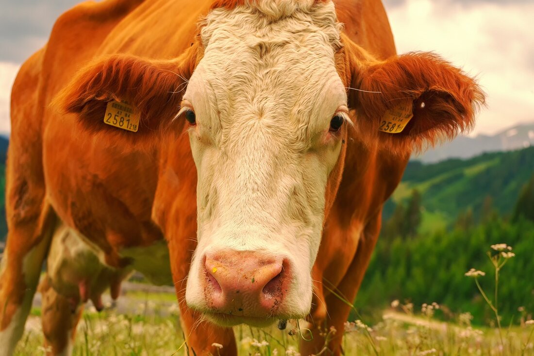 Die österreichische Milchwirtschaft verzeichnete im Jahr 2023 eine erfreuliche Steigerung ihrer Exporte um 7,4 % auf insgesamt 1,26 Milliarden Euro in den ersten neun Monaten. Die Importe stiegen ebenfalls um 5,9 % auf 825 Millionen Euro. Der positive Außenhandelssaldo erhöhte sich somit auf 435 Millionen Euro. Käse ist das wichtigste Exportprodukt, gefolgt von Flüssigmilch und fermentierten Produkten. Präsident Helmut Petschar betont die Bedeutung der Qualitäts- und Nachhaltigkeitsstandards der österreichischen Milchprodukte im internationalen Wettbewerb.