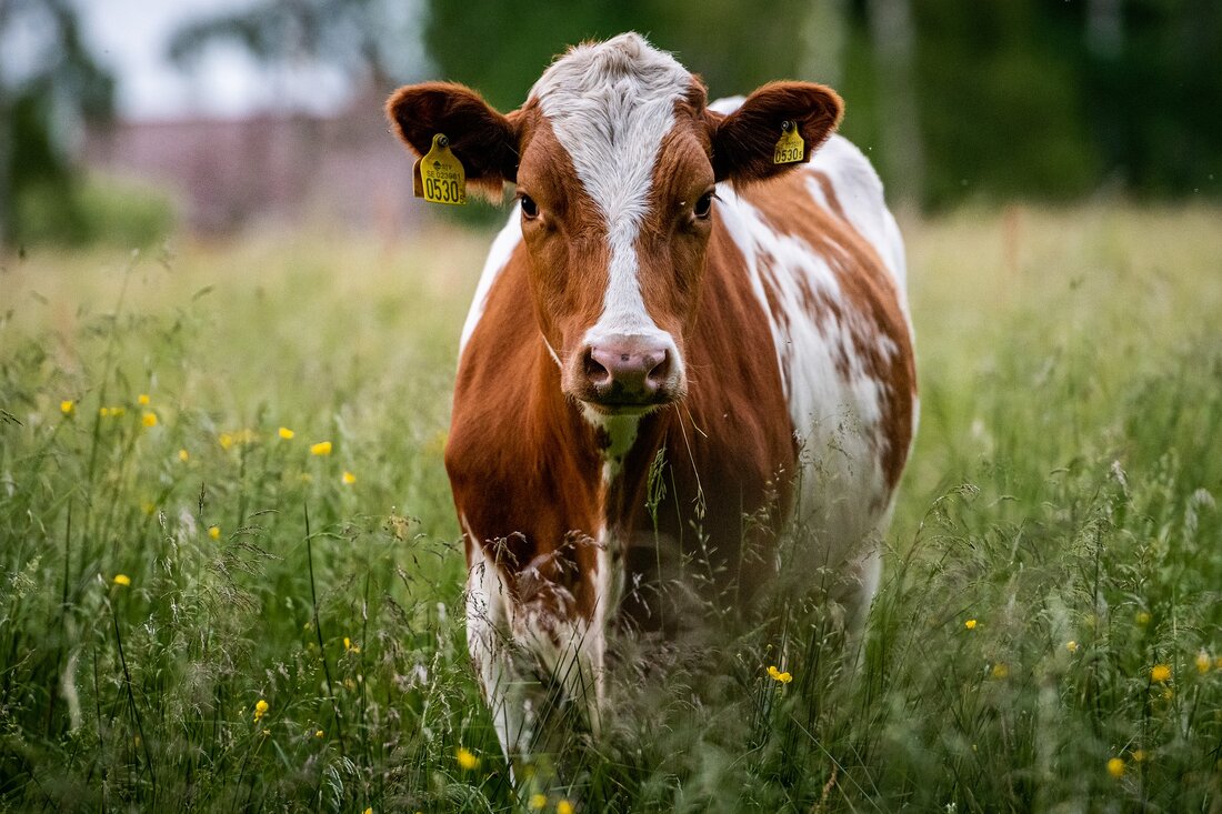 Die AMA Marketing setzt gemeinsam mit der Branche den nächsten Schritt und entwickelt das AMA Gütesiegelprogramm für Milch und Milchprodukte weiter: Ab 1. Jänner 2024 wird es keine dauernde Anbindehaltung auf AMA-Gütesiegel Milchviehbetrieben mehr geben. Die Ausnahme betrifft aktuell noch ca. 10% der Milchbetriebe in ganz Österreich, das sind etwa 2.500 Betriebe. Laut konservativen Schätzungen der AMA-Marketing wird mindestens die Hälfte dieser Betriebe mit Umsetzung des weiterentwickelten Gütesiegels umsteigen. Investitionsprogramm für Umstiegshilfe Zusätzlich erlässt Landwirtschaftsminister Norbert Totschnig eine Sonderrichtlinie für ein Investitionsprogramm, da der Umstieg bis 2024, wie im AMA-Fachgremium beschlossen, und der gesetzliche bis 2030 Bäuerinnen und Bauern vor eine …
