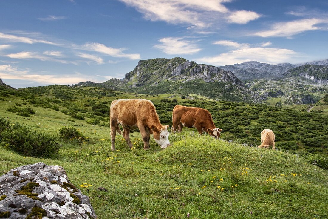 Eine weltweite Umfrage, durchgeführt von Northstar Research und beauftragt von der nachhaltigen Ernährungs-NGO Madre Brava, zeigt auf, dass Bürgerinnen und Bürger in Brasilien, Frankreich, Deutschland, dem Vereinigten Königreich und den USA industriell erzeugtes Fleisch nicht als Hauptursache des Klimawandels betrachten. Dieses Ergebnis steht im Kontrast zu einem oft in den Medien vermittelten Narrativ, das die Viehzucht als einen großen Feind des Klimas darstellt. Trotz häufiger Darstellung der Viehzucht als bedeutende Umweltbedrohung durch Aktivisten, teilt die Bevölkerung in diesen Ländern diese Ansicht nicht. Die Studie zeigt, dass die Viehzucht nur 14,5% der weltweiten Treibhausgasemissionen ausmacht, deutlich weniger als die Emissionen aus …