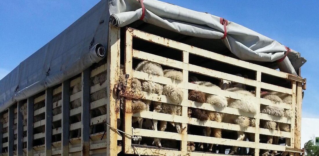 &#8222;Das Leid der Tiere ist für die Allgemeinheit nicht wahrnehmbar. Wer, wie ich, einmal das verzweifelte Schreien nicht entwöhnter österreichischer Kälber, die bis nach Spanien gekarrt werden, gehört hat, wird es nie vergessen.“ MMag. Dr. Madeleine Petrovic. Besonders verwerflich: Ein riesiger Anteil tierischer Lebensmittel – etwa ein Drittel – landet schon bei den Handelsketten im Müll – die Kosten dafür sind einkalkuliert. Ohne diese Extra-Kosten könnte einen artgerechte Tierhaltung flächendeckend und ohne Ausnahmen umgesetzt werden – zum Nutzen der Tiere, der Konsumentinnen und Konsumenten, eines fairen Wettbewerbs UND unserer Umwelt. Volksbegehren Tiertransporte: Eintragungswoche von 2. bis 9. Mai 2022 Die &hellip;