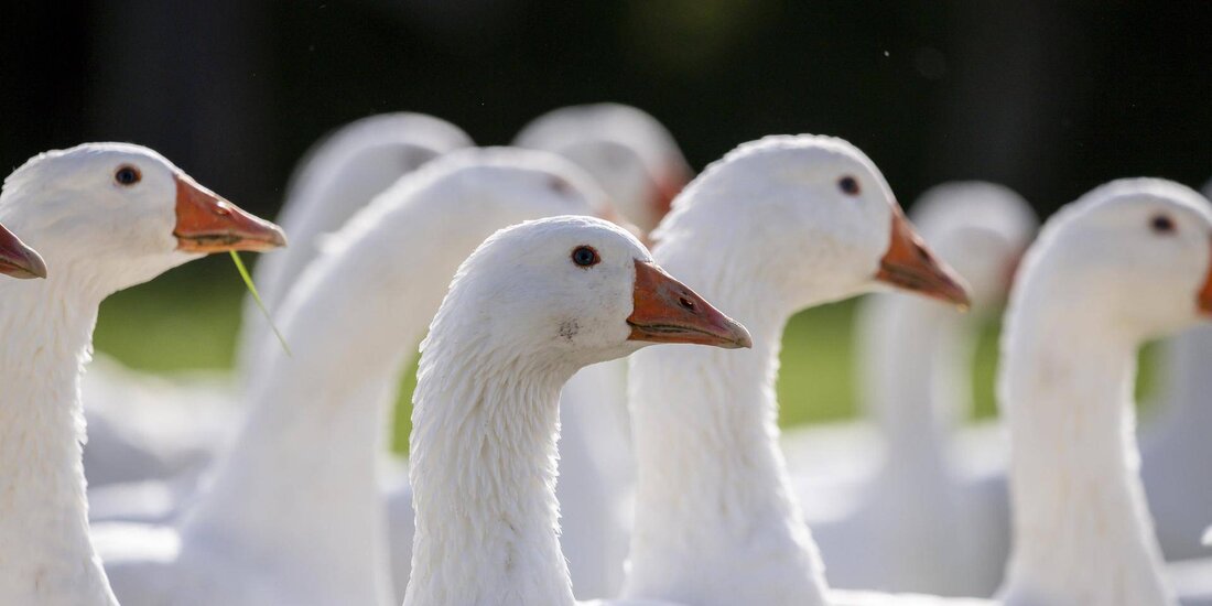 Das "Gan(Z)s Burgenland Genuss Festival" bringt vom 4. bis 6. Oktober 2024 in der Freistadt Rust Burgenlands beste Gans-Gerichte und regionale Spezialitäten auf den Tisch – ein Muss für Fleischer, Landwirte und Genießer.