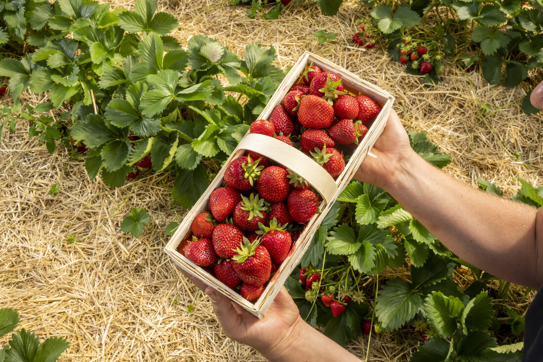 Die Erdbeer-Ernte im Freiland startet in zwei Wochen. Damit sind bald regionale Erdbeeren erntefrisch in den Regalen erhältlich. Aufgrund der Wetterbedingungen verspricht die Ernte heuer besonders ertragreich zu werden. Eine hohe Wasserqualität und sparsame Beregnungstechniken zeichnen die österreichische Erdbeerproduktion aus.