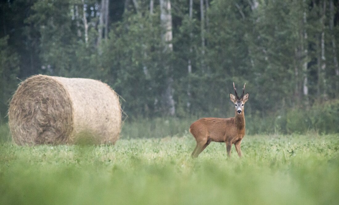 Wildbret: Aus dem Wald auf den Teller. Fleisch von frei lebendem Wild soll sicherer werden. Europäisches Netzwerk will gesundheitliche Risiken des Verzehrs weiter verringern.