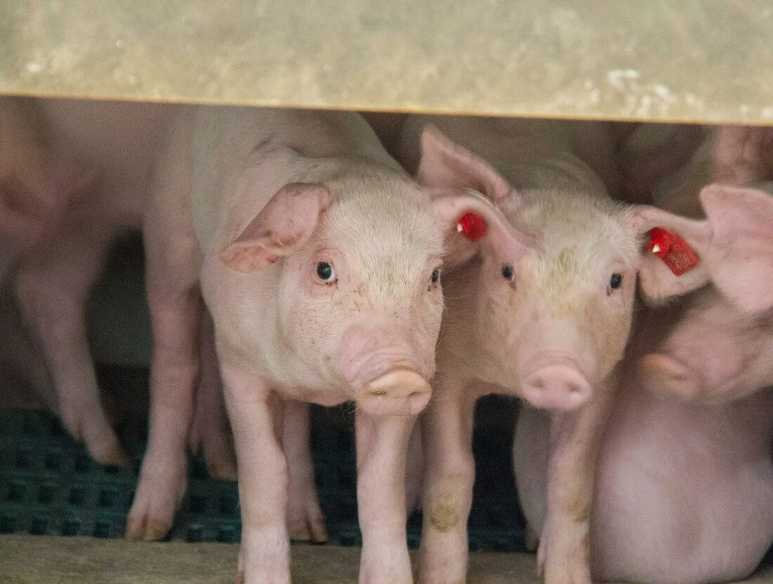 Der Anteil von Bio- und Tierwohl-Schweinefleisch steigt, Konsumenten greifen aber nach wie vor hauptsächlich zu konventionell produzierter Ware. Wenn sich die Haltungsbedingungen von Nutztieren ändern sollen, dann müsse aber auch anders eingekauft werden, sagt Maria Fanninger vom Verein Land schafft Leben.