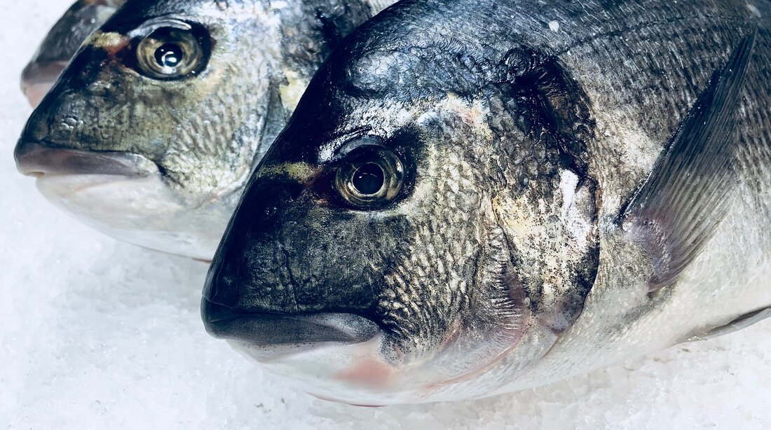 Die Roten Meerbrassen sind in Japan ein beliebter Speisefisch. Allein zehn Prozent der japanischen Fischproduktion hängt von ihnen ab. Durch ein Verfahren mit der Gen-Schere CRISPR/Cas wird ein Gen ausgeschnitten, welches das Muskelwachstum drosselt. Die veränderten Fische setzen nun deutlich mehr Fleisch an. Nun soll der Verkauf in einem kleinen Rahmen starten. Riesen Erfolg für Start-Up Das 2019 gegründete Start-up Regional Fish Institute in Kooperation mit zwei Universitäten steckt hinter der revolutionären Entwicklung, mit der die Rote Meerbrasse in ihrer Wachtumsphase mehr Muskeln ansetzten. Um dies zu erreichen, wird im Genom der Tiere das Myostatin-Gen ausgeschaltet, das für die Hemmung &hellip;