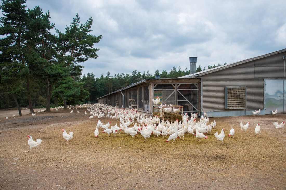 Im Vergleich zum deutschen Durchschnitts-Ei führt der Teichweiden-Futtermix neben anderen Faktoren wie geringeren Stallemissionen zu einer beeindruckenden CO2-Reduktion um rund die Hälfte! „Nach dem Vorbild des Geflügelhofs Teichweiden können deutschlandweit circa 1,3 Millionen Tonnen CO2 pro Jahr vermieden werden. Das entspricht den Emissionen der Gesamtbevölkerung von Jena“, so Susanne Fromwald, Senior Advisor des Vereins Donau Soja. Minus 49% CO2-Ausstoß Von der Umstellung der Fütterung auf Donau Soja profitieren nicht nur Umwelt und Klima, sondern auch LandwirtInnen und VerbraucherInnen in Thüringen. Im Vergleich zum deutschen Durchschnitts-Ei mit 2,9 kg CO2 pro kg Ei vermeiden die Teichweidener Eier 1,4 kg CO2 pro kg Ei – &hellip;