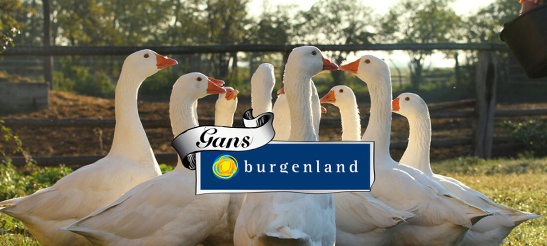 Mit dem "Gans Burgenland"-Fest in Rust (Bezirk Eisenstadt Umgebung) ist am Wochenende der Startschuss für die diesjährige Gansl-Saison gefallen. Rund 4.500 sogenannte Weidegänse stehen heuer für die Zeit rund um Martini bereit, berichtete Ing. Christian Reicher, Projektleiter "Burgenländische Weidegans" im landwirtschaftlichen Bezirksreferat Güssing.