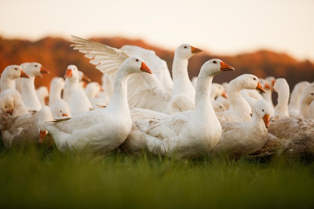 Heimische Gänsehaltung: Regionalität und Tierwohl. Über die Herkunft und Haltung von „unseren” Martinigansln.