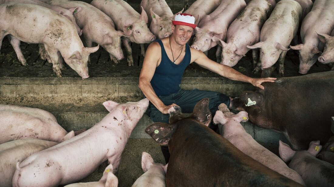 Volle Transparenz bei der Schinkenmanufaktur Vulcano: Die Schweine werden ausschließlich mit Futtermitteln aus Eigenproduktion und gentechnikfreiem Soja aus dem Donauraum gefüttert.