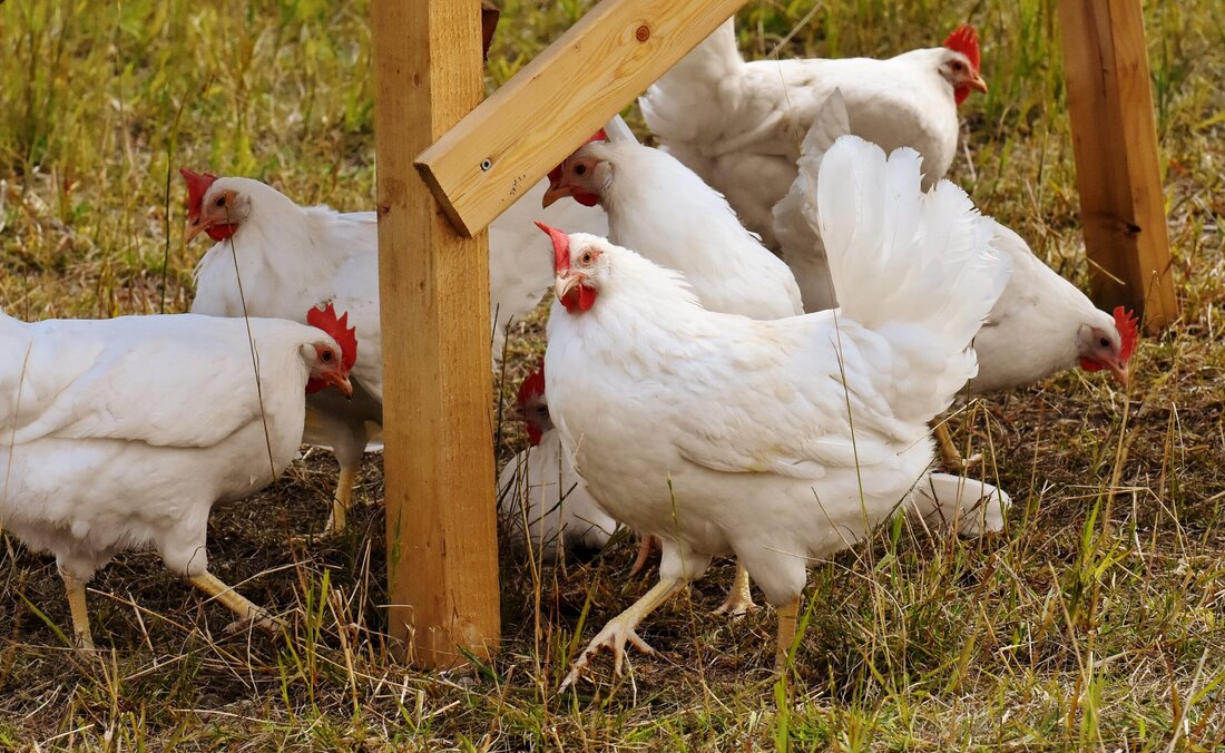 Geflügelfleisch des italienischen Konzerns wird auch über eine österreichische Handelskette vertrieben, die in einer Aussendung die notwendige Listung von AIA-Produkten mit einer Unterversorgung von österreichischem Geflügel argumentierte. Die ZAG weist diese Behauptung entschieden zurück. „Der österreichische Lebensmittelhandel kann zu jeder Zeit mit ausreichend hochwertigem Geflügel aus Österreich versorgt werden. Der österreichische gesetzlich festgelegte Haltungsstandard bei Geflügel gehört zu den strengsten und für die Tiere besten Haltungsstandards weltweit. Wenn Einkäufer des Lebensmittelhandels österreichische Geflügelprodukte rechtzeitig bestellen, dann sind heimische Geflügelvermarkter immer lieferfähig“, betont ZAG-Obmann-Stellvertreter Markus Lukas. Verantwortungsvoller Umgang mit Geflügel Es liegt vor allem in der Verantwortung der Tierhalter, die Betreuung …