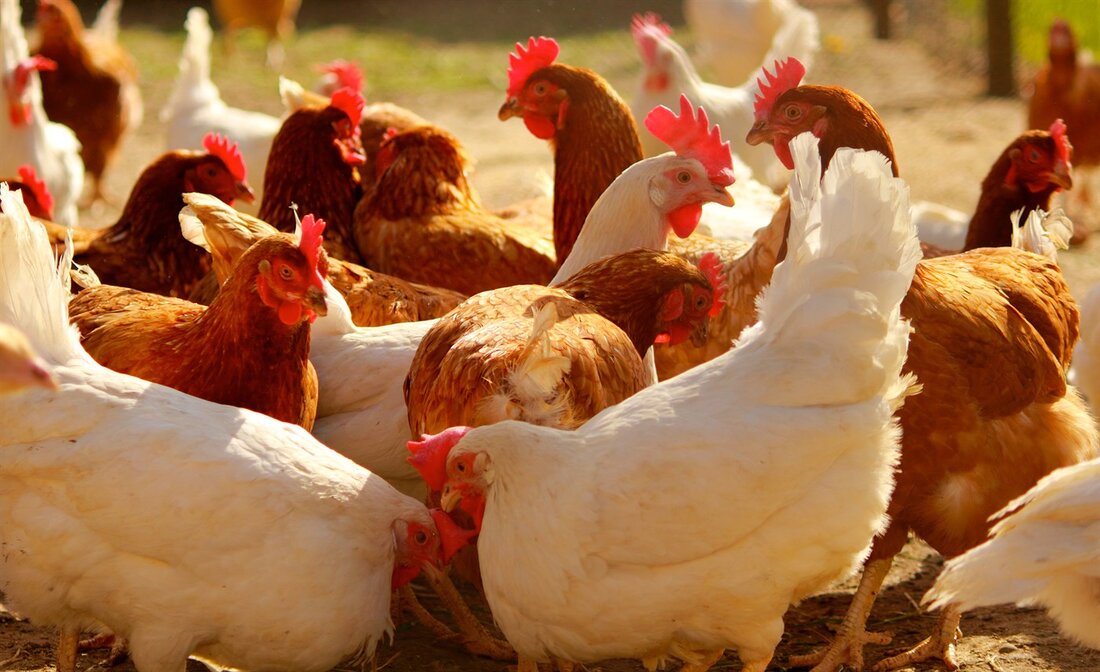 Steiermark: Insolvenz beim Geflügelhof Reicher. Zum Jahresende gibt es bei dem steirischen Familienunternehmen „Geflügelhof Reicher” keine guten Nachrichten zu vermelden. Das seit 1967 bestehende Unternehmen musste jüngst den Konkurs anmelden.