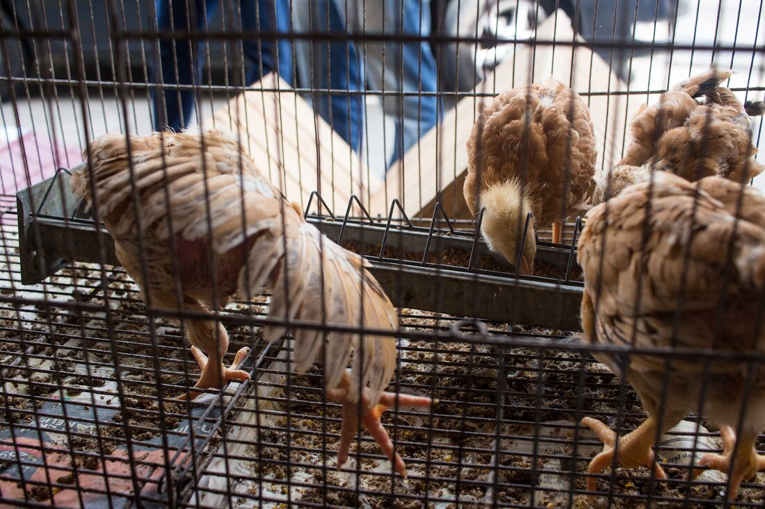 „Was in Österreich selbstverständlich ist, muss auch europaweit gängige Praxis werden: Schluss mit der Käfighaltung bei Geflügel und Vorrang für das Tierwohl“, sagen die Europaabgeordneten des Österreichischen Bauernbundes, Simone Schmiedtbauer und Alexander Bernhuber, zur heutigen Plenarabstimmung über eine Resolution zur Europäischen Bürgerinitiative zum Auslaufen der Käfighaltung unter dem Motto: „End the Cage Age“. Tierwohl in Österreich „Österreich ist hier bereits Tierwohl-Vorreiter und kennt seit Jahren keine Käfighaltung von Hühnern mehr. Die konsequente Kennzeichnung von Frischeiern hat dazu geführt, dass es im heimischen Handel so gut wie keine Käfigeier mehr gibt. Was fehlt, ist eine konsequente Lebensmittelkennzeichnung für verarbeitete Eier. Denn …