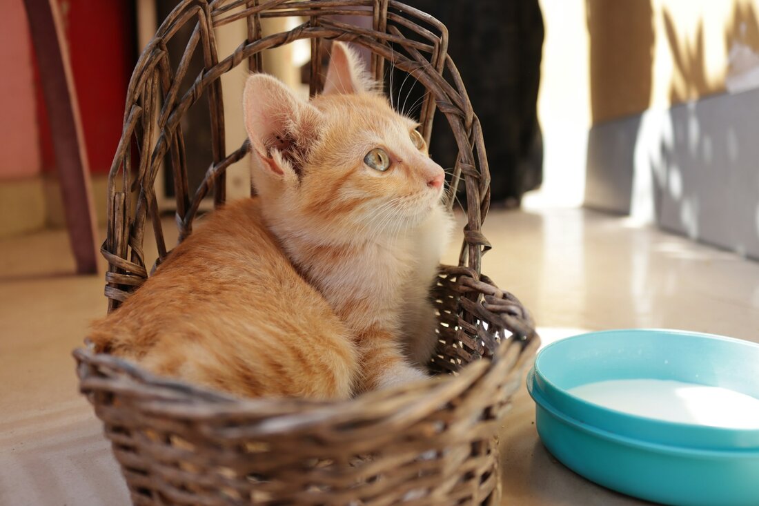 „Katzenmilch“ teurer als Kuhmilch: Was ist uns unser Essen wirklich wert? Lebensmittelpreise sorgen immer wieder für Diskussionen, doch bei Haustierfutter wird selten hinterfragt, was gezahlt wird. „Land schafft Leben“ fordert eine neue Wertschätzung für Lebensmittel und deren Produktion.