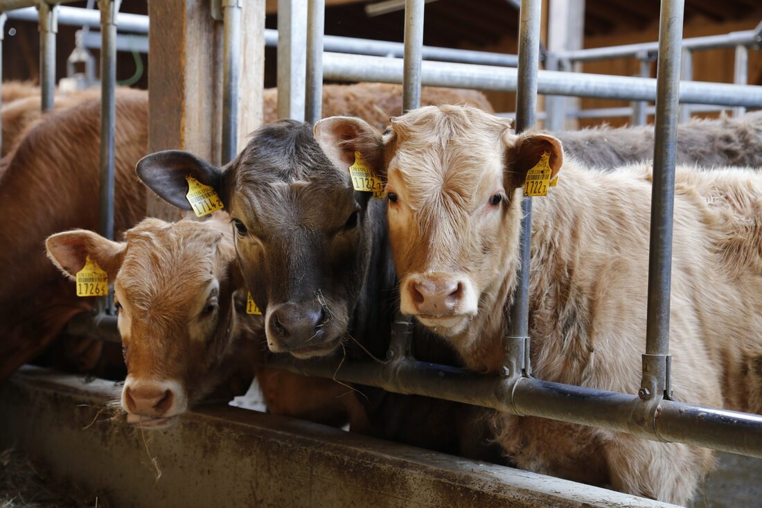 Anlässlich des heutigen Internationalen Tages gegen Tiertransporte wird von vielen auf die Qualen der Tiere bei Transporten ins Ausland hingewiesen – zurecht, denn immer noch werden Millionen Tiere von EU-Ländern aus in Drittstaaten transportiert, obwohl dies nach Auffassung des Europäischen Gerichtshofs verboten ist. Doch auch innerhalb von Österreich gibt es unerträgliches Leid bei Tiertransporten, wie Recherchen des Tiertransporte-Experten und Veterinärmediziner Alexander Rabitsch nun dokumentieren. Hier geht es zum Interview mit dem Experten – es ist ein fast unglaublicher Blick hinter die Kulissen. Tödlicher Tiertransport Anhand realer innerösterreichischer Transporte wurden von ihm die inländischen Wege der Kälber nachgezeichnet – dabei zeigte …