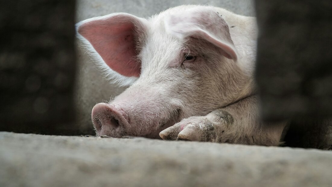 Ein aktueller Labelcheck zeigt: Nur 14 % der Fleischsiegel in Österreich garantieren tatsächlich höhere Tierwohlstandards. Viele Labels bleiben hinter den Erwartungen zurück.