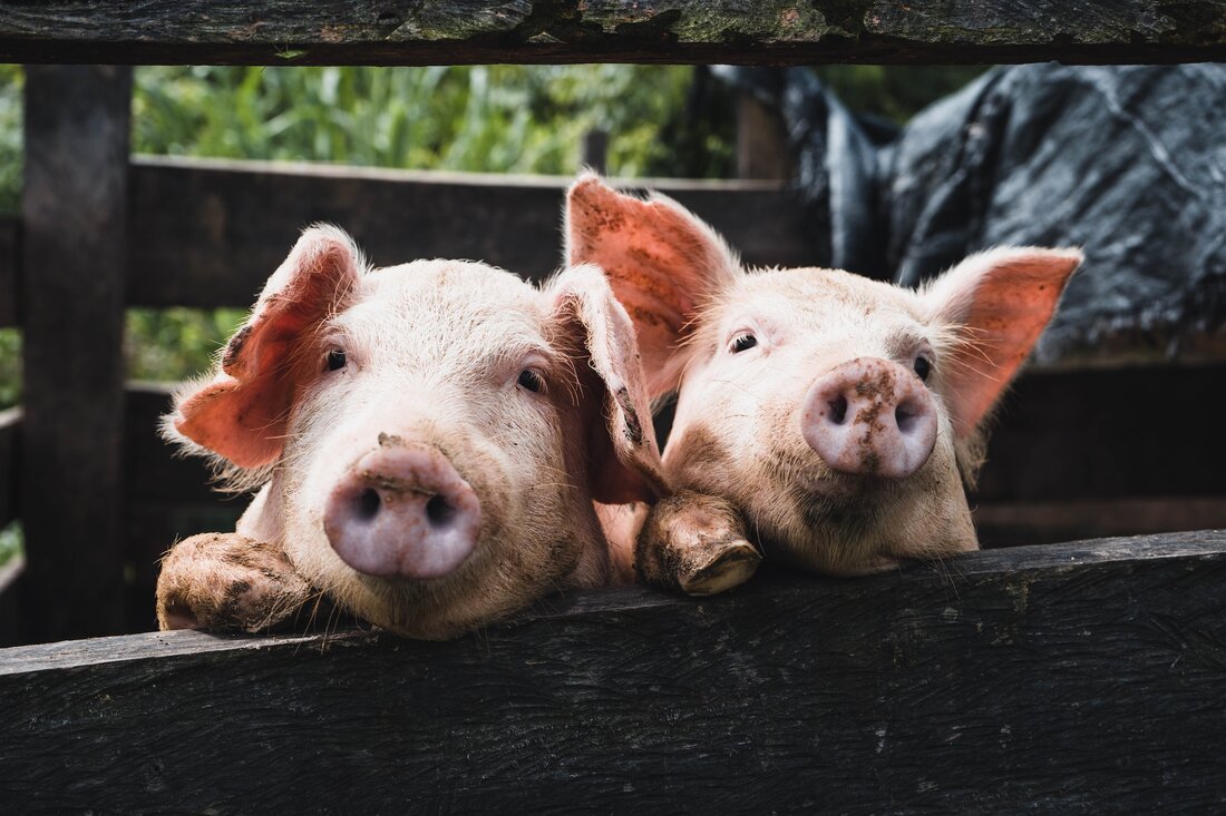 Wien: Gesundheitsausschuss bringt Tierarzneimittelgesetz auf den Weg.
Abgeordnete diskutieren den Lebensmittelsicherheitsbericht 2022.