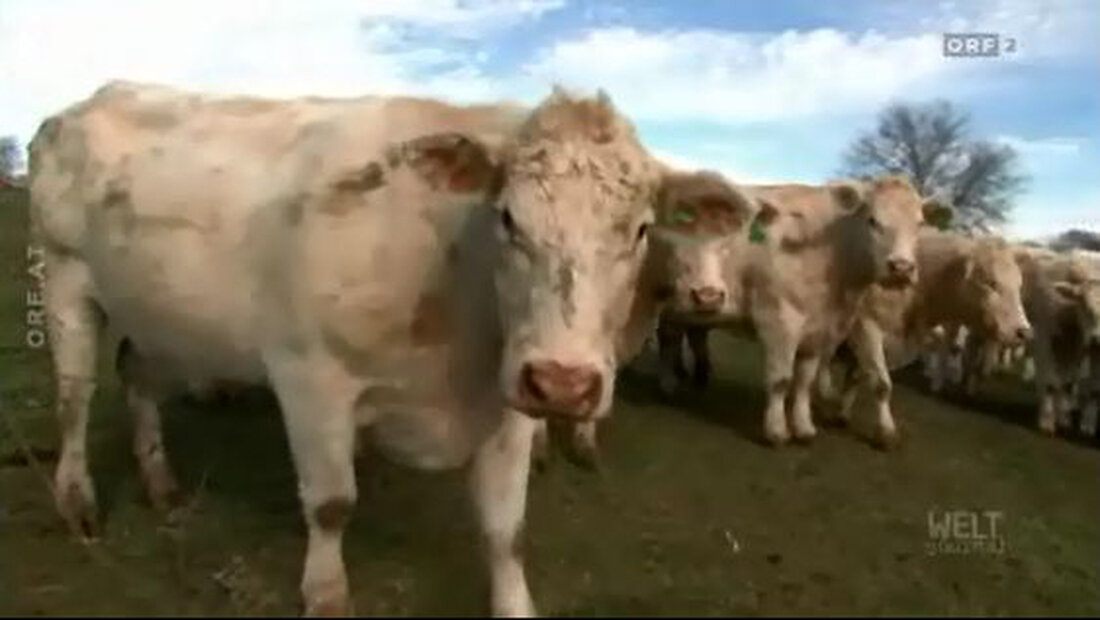 Aktuellen Berichten zufolge soll Fleisch von geklonten Tieren bereits in den USA in den Handel gelangt sein