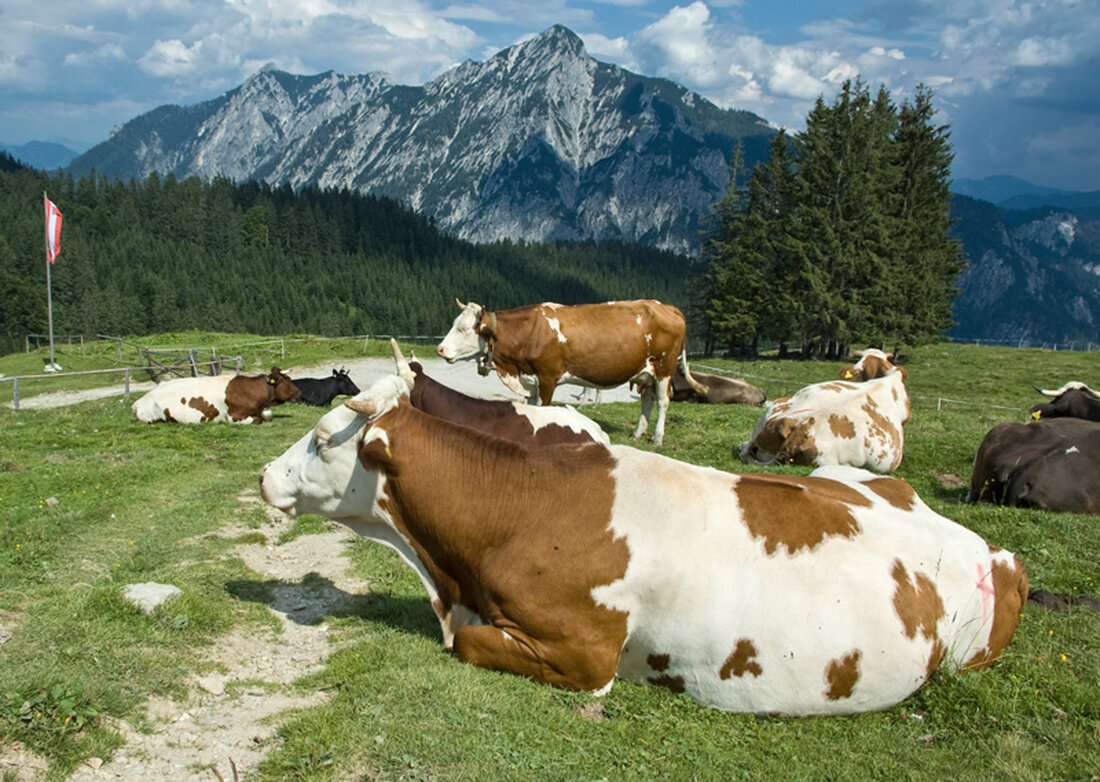 Bauern, die ihre Tiere auf Gemeinschaftsalmen auftreiben, müssen keine Strafen zahlen, so es für sie nicht erkennbar war, dass es zu abweichenden Angaben bei Futterflächen gekommen ist