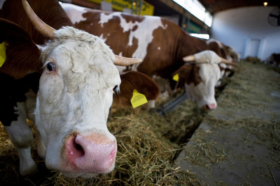 Rund 15.000 Tonnen Rindfleisch, also rund 10 Prozent des gesamten Inlandsverbrauchs, verlassen jedes Jahr die sechs TANN-Fleischverarbeitungs-betriebe in Österreich. Damit die Versorgung mit heimischem Qualitätsfleisch gesichert ist, setzt TANN auf langfristige, regionale Lieferbeziehungen mit Landwirten, Genossenschaften und Schlachthöfen aus der direkten Umgebung. Gerade in der Pandemie zeigte sich, wie wichtig der Schulterschluss zwischen Erzeugergemeinschaften und dem Handel ist. Bei regionalen Rind- und Kalbfleischprogrammen fixieren TANN und die Erzeugergemeinschaften Preise auf Basis von Jahresvereinbarungen. Das gibt den Landwirten Planungssicherheit, eine faire Preisbasis für beide Seiten und die Emotionen der wöchentlichen Preisverhandlungen können herausgenommen werden. Regionale Rindfleischprogramme werden ausgebaut Tiroler Almrind, Kalbinnen …