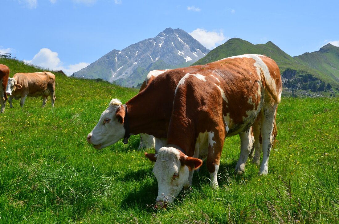 Im Kaunertal feierten am vergangenen Samstag 150 Mitglieder des Tiroler Almwirtschaftsvereins den „Festtag der Almwirtschaft” und hörten Informatives in spannenden Vorträgen, bei denen es sowohl um die Zukunft, aber besonders auch um diejenigen Menschen ging, die in der Vergangenheit viel zum Erhalt einer intakten Almwirtschaft im Bundesland beigetragen haben.