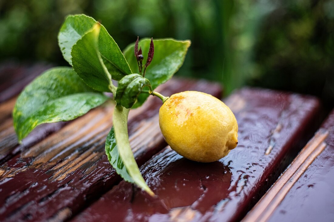 Der Klimawandel hat in der Steiermark zu extremen Wetterbedingungen geführt, die die Landwirtschaft und Ernteerträge stark beeinflusst haben. In diesem Jahr führten anhaltender Dauerregen und niedrige Temperaturen zu erheblichen Ernteschäden bei Mais, Kürbiskulturen, Gerste, Erdäpfeln und Äpfeln. Gleichzeitig profitierte das Grünland von den Niederschlägen. Die steirischen Bauern arbeiten an Maßnahmen zur Anpassung an die Klimawandelfolgen, wobei der Boden eine Schlüsselrolle spielt.