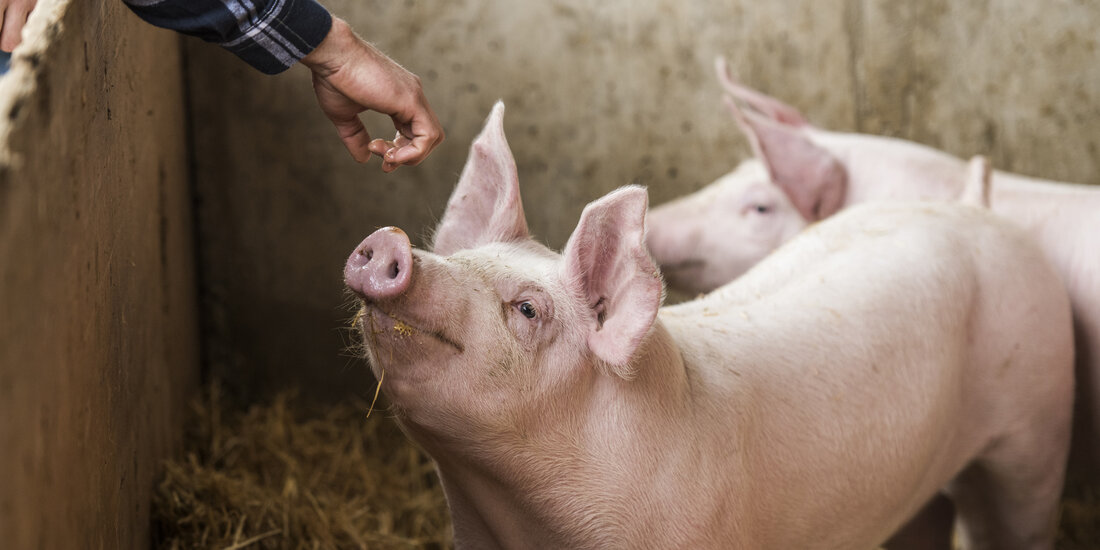 Nach der neuersten Aufklärungsaktion vom Verein gegen Tierfabriken(VGT), welche die Tierquälerei in einem von AMA zertifizierten steirischen Hühnerschlachthof aufdeckte, fordert BILLA im Sinne der Konsument:innen als erster Lebensmittelhändler Österreichs eine wesentliche Verbesserung der Haltungsbedingungen und mehr gesetzlich verankerte Kontrollen.
