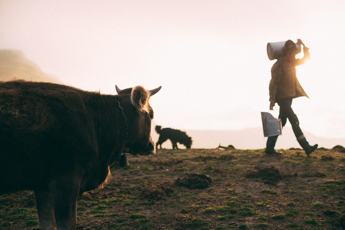 AMA-Gütesiegel „Tierhaltung plus“: Neue Herausforderungen für Österreichs Milchbauern. Das neue freiwillige Modul „Tierhaltung plus“ des AMA-Gütesiegels sorgt für Kontroversen in Österreichs Landwirtschaft. Höhere Standards treffen auf Widerstand – doch die AMA bleibt standhaft.