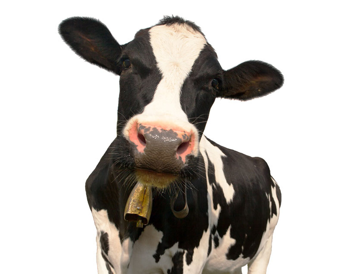 Erstmals seit fünf Jahren ist in Frankreich wieder ein Fall von Rinderwahnsinn aufgetreten. Es handle sich um einen "isolierten" Fall im Nordosten des Landes, teilte das Landwirtschaftsministerium am mit. Befallen sei eine Kuh im Alter von fünf Jahren gewesen; sie sei an der Krankheit gestorben. Der Kadaver war im europäischen Referenzlabor in Großbritannien untersucht worden.