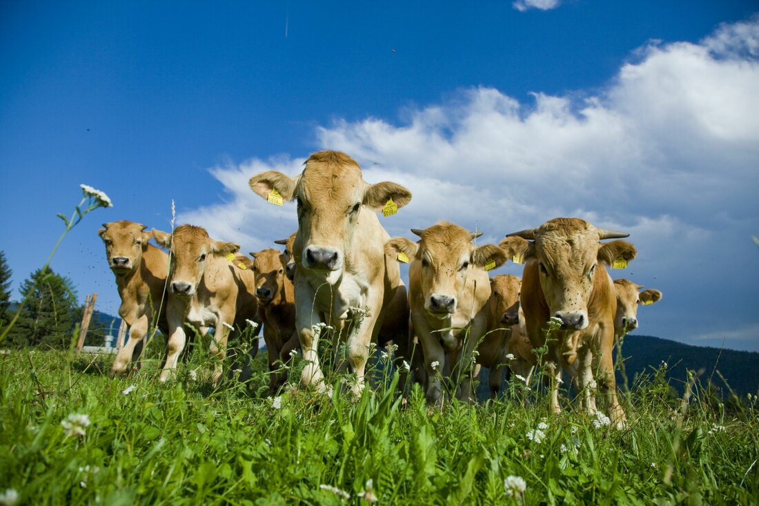 Passend zum Jahresschwerpunkt „Tierwohl“ können sich viehhaltende Tiroler Betriebe für den Tierwohlpreis der Landwirtschaftskammer bewerben.