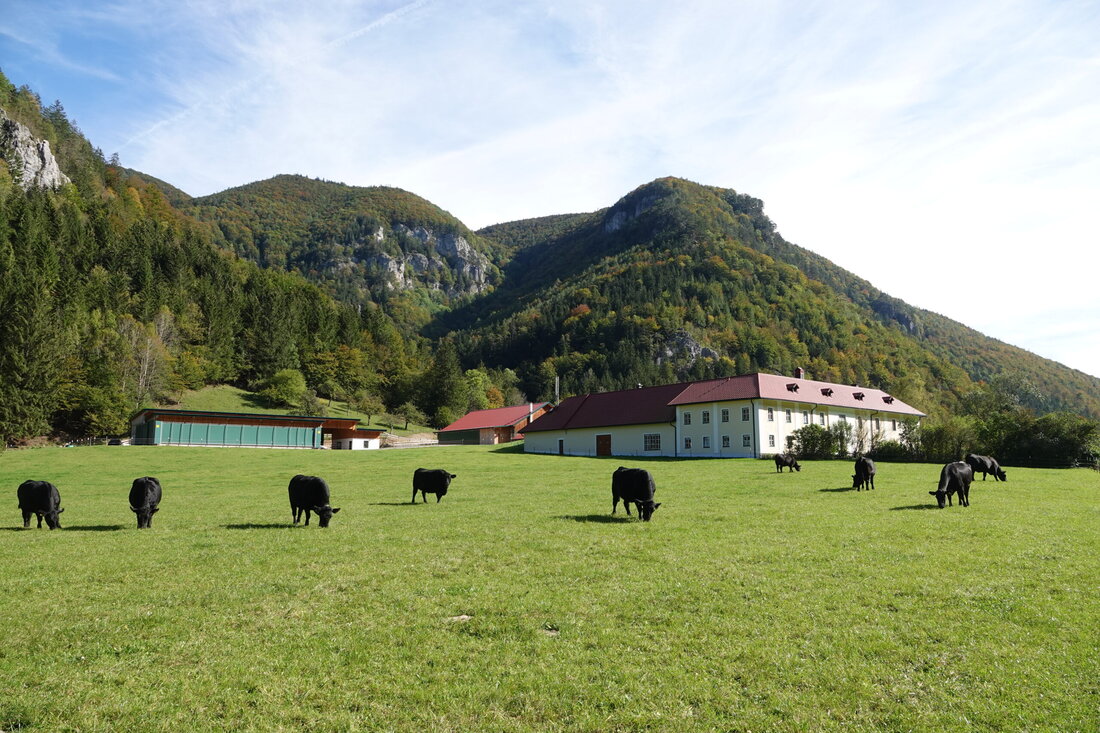 Christina und Johannes Trost züchten auf ihrem Bio-Vierkanthof Angus-Rinder und vermarkten das Fleisch direkt ab Hof.