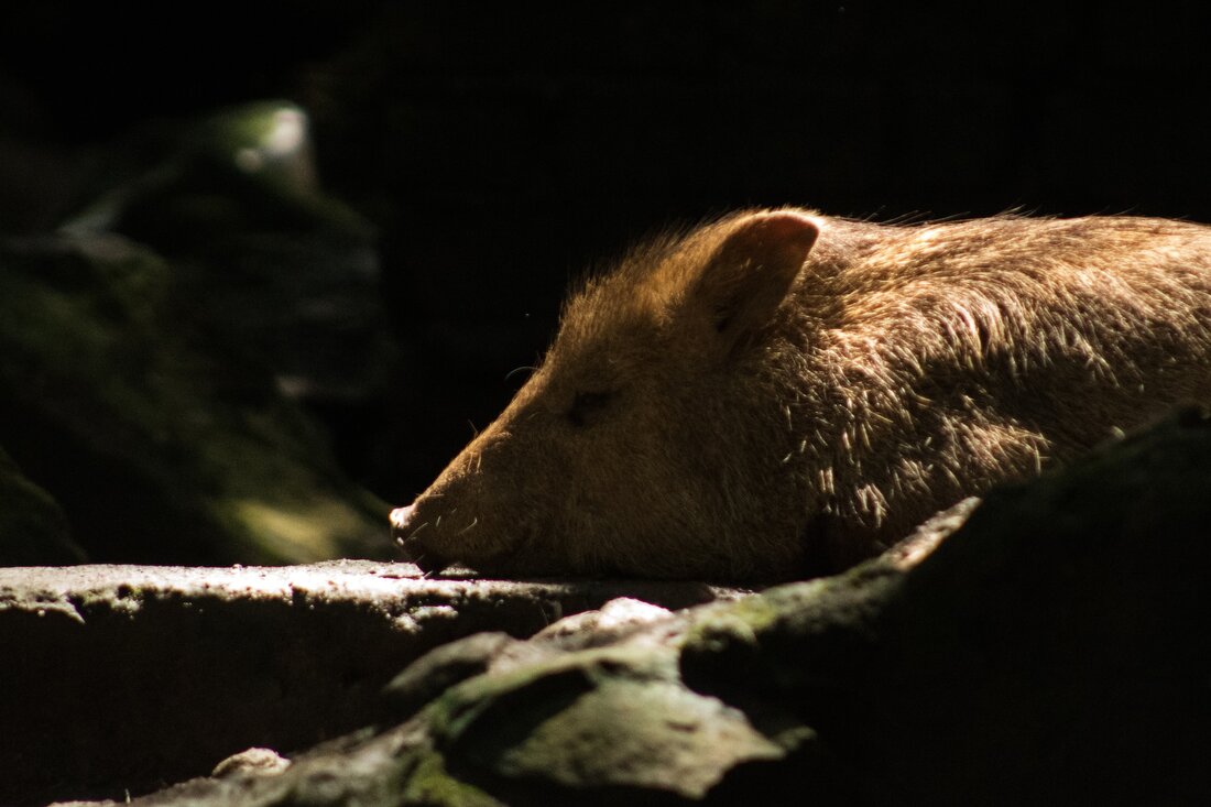 ASP in Österreich: Tierärztekammer warnt und mahnt zu äußerster Vorsicht
