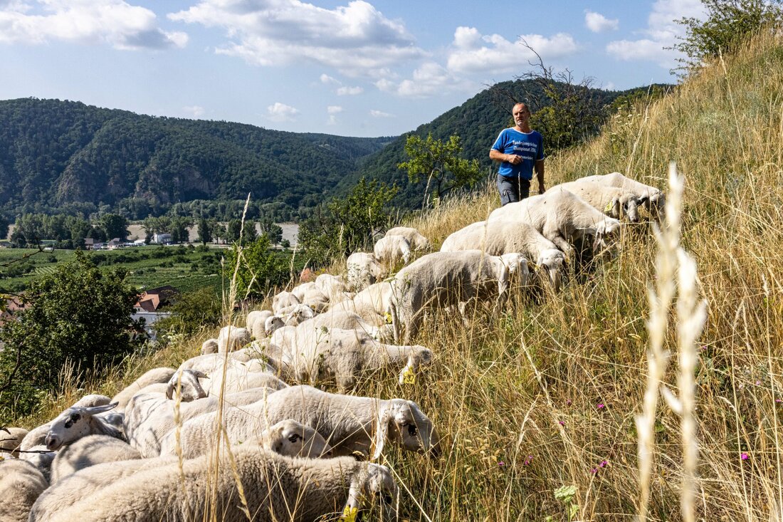 Puten, Enten, Gänse, Hühner: Sie alle gehören zur Kategorie Geflügel. In Österreich wird vor allem das Hühnerfleisch gerne gegessen. Während der Fleischkonsum insgesamt in Österreich leicht abnimmt, wird immer mehr Hühnerfleisch konsumiert. Die Österreicher:innen aßen davon im Jahr 2020 ungefähr 9,5 Kilogramm pro Kopf. Die Herausforderung mit den Teilen Österreich kann sich zu 88 % mit Hühnerfleisch selbst versorgen, wobei einige Teile beliebter sind als andere. Besonders beliebt ist bei den Konsument:innen im Handel wie auch in der Gastronomie das Brustfleisch. Bei steigender Tendenz macht es rund 46 % des gesamten Verkaufswertes im Lebensmitteleinzelhandel aus, die Keulen knapp ein weiteres …