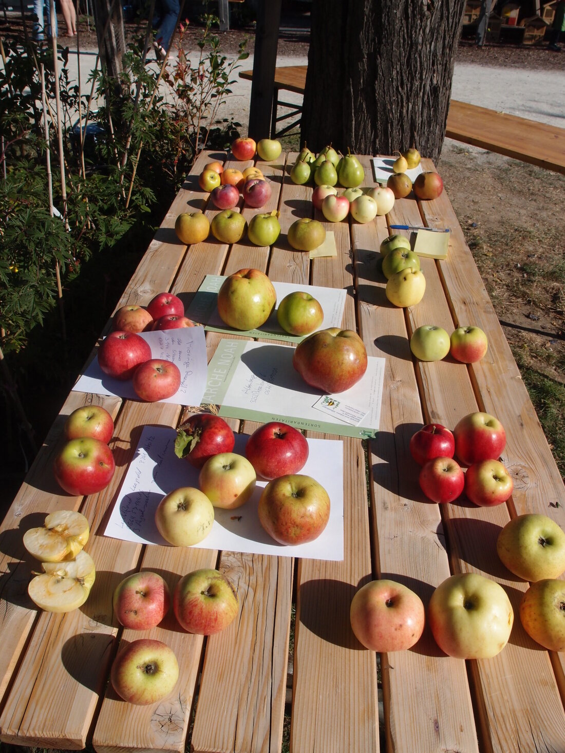 Ein bahnbrechendes Projekt namens "Obst Inventur" des Vereins ARCHE NOAH und gefördert vom Biodiversitätsfonds des österreichischen Klimaministeriums hat enthüllt, dass in Österreich über 2.400 genetisch einzigartige Baumobst-Sorten existieren. Interessanterweise findet sich mehr als die Hälfte dieser Sorten nur in Österreich. Der Erhalt dieser Seltenheiten ist entscheidend, da viele von ihnen in nur einer einzigen Sammlung zu finden sind und vom Aussterben bedroht sind.