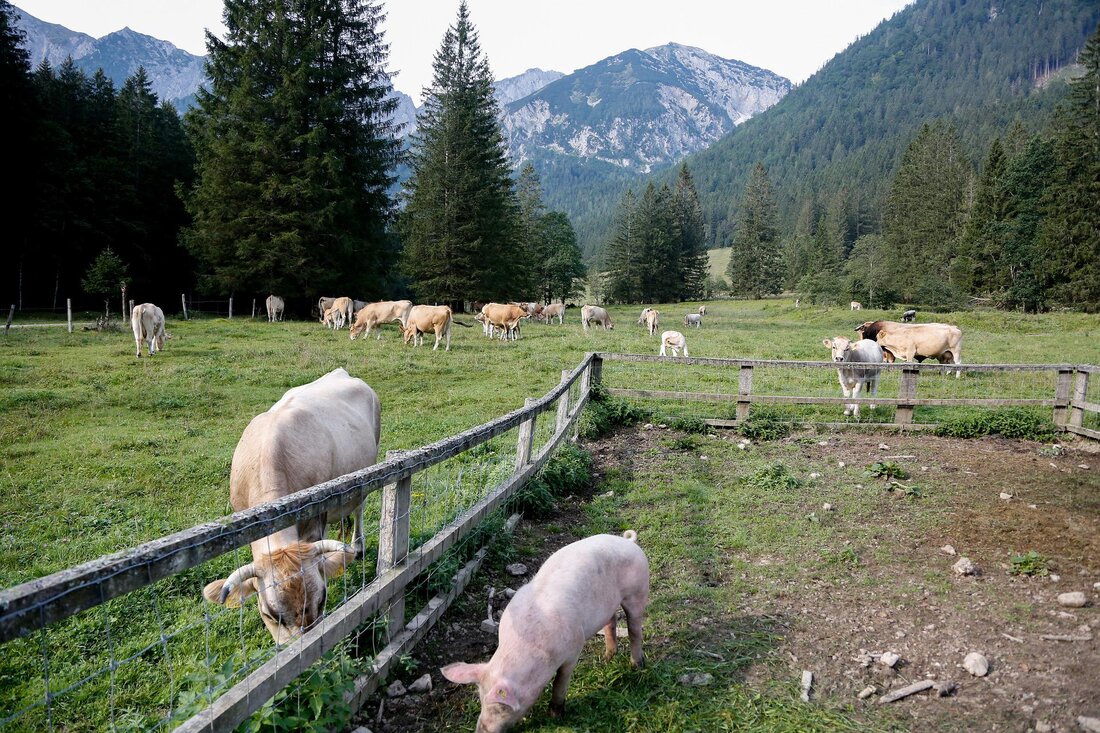 Mit Stichtag 1. Juni 2022 wurden laut Statistik Austria österreichweit 1,84 Mio. Rinder gehalten. Dies entspricht einem Rückgang um 0,2 % bzw. 4 200 Tieren gegenüber dem Vorjahr. Der Schweinebestand sank im gleichen Zeitraum um 3,7 % bzw. 101 200 Tiere auf 2,63 Mio. Mehr ein bis unter zwei Jahre alte Rinder Mit 1. Juni 2022 sank die Anzahl an Jungvieh unter einem Jahr im Vergleich zum letzten Juni-Wert um 0,6 % auf 592 200 Tiere (siehe Tabelle 1). Dabei fiel der Bestand an Schlachtkälbern um 73,7 % auf 38 800 Tiere, während jener der anderen Kälber sowie Jungrinder um &hellip;