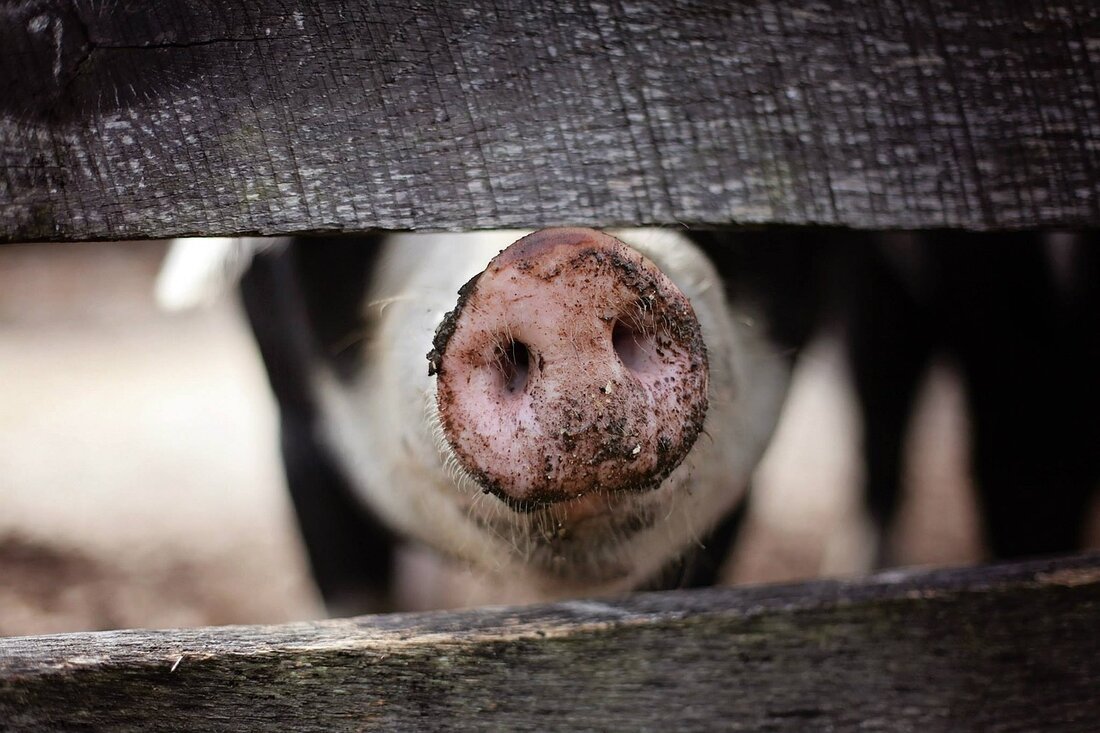 In der österreichischen Landwirtschaft steht die hohe Qualität und das Tierwohl im Fokus. Trotzdem sieht sich die Branche mit Herausforderungen konfrontiert, wie der geringen Nachfrage nach tierwohlorientierten Produkten. Die öffentliche Hand spielt eine entscheidende Rolle bei der regionalen Beschaffung. Die Landwirtschaftskammer warnt vor ähnlichen Problemen wie bei der Pute und fordert praxistaugliche Lösungen, um die heimische Lebensmittelversorgung und Tierwohlziele zu sichern.