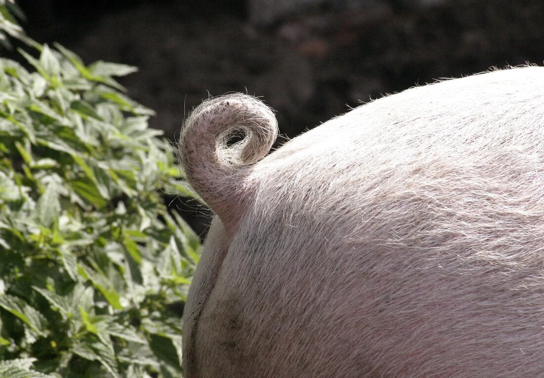 LK Kärnten Seminar: Haltung von Schweinen mit Langschwanz. Das Thema "Aktionsplan Schwanzkupieren" beschäftigt aktuell viele große und kleine Schweinehaltungsbetriebe.