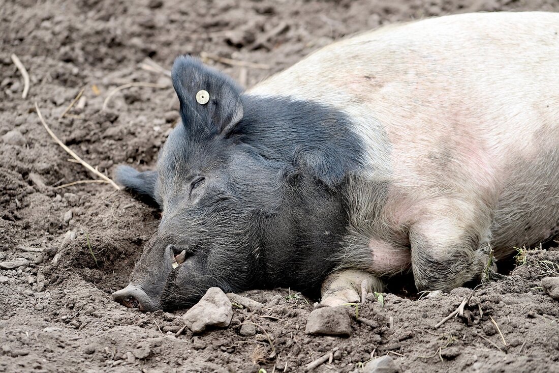 SPÖ-Tierschutzsprecher Dietmar Keck setzt den Kampf gegen tierquälerische Vollspaltenböden fort und plant einen Antrag für ein umfassendes Vollspaltenbödenverbot in der kommenden Nationalratssitzung. Die SPÖ fordert ein sofortiges Verbot für Schweine und Rinder und betont die Notwendigkeit, Steuergelder für das Wohl der Nutztiere und Unterstützung der Landwirte einzusetzen, um aus diesen tierquälerischen Systemen auszusteigen.