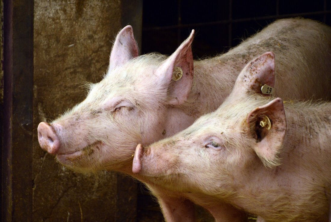 Der Innovationspreis "Vifzack 2024" präsentiert sechs herausragende Projekte steirischer Bäuerinnen und Bauern, die mit Mut und Elan zukunftsweisende Ideen umsetzen. Von Farmfluencern bis zu innovativem Grillholz zeigt die Vielfalt der Projekte, wie Landwirte die Zukunft ihrer Höfe gestalten. Die Sieger-Gala am 7. März würdigt diese Leuchtturmprojekte und ihren Beitrag zur nachhaltigen Landwirtschaft.