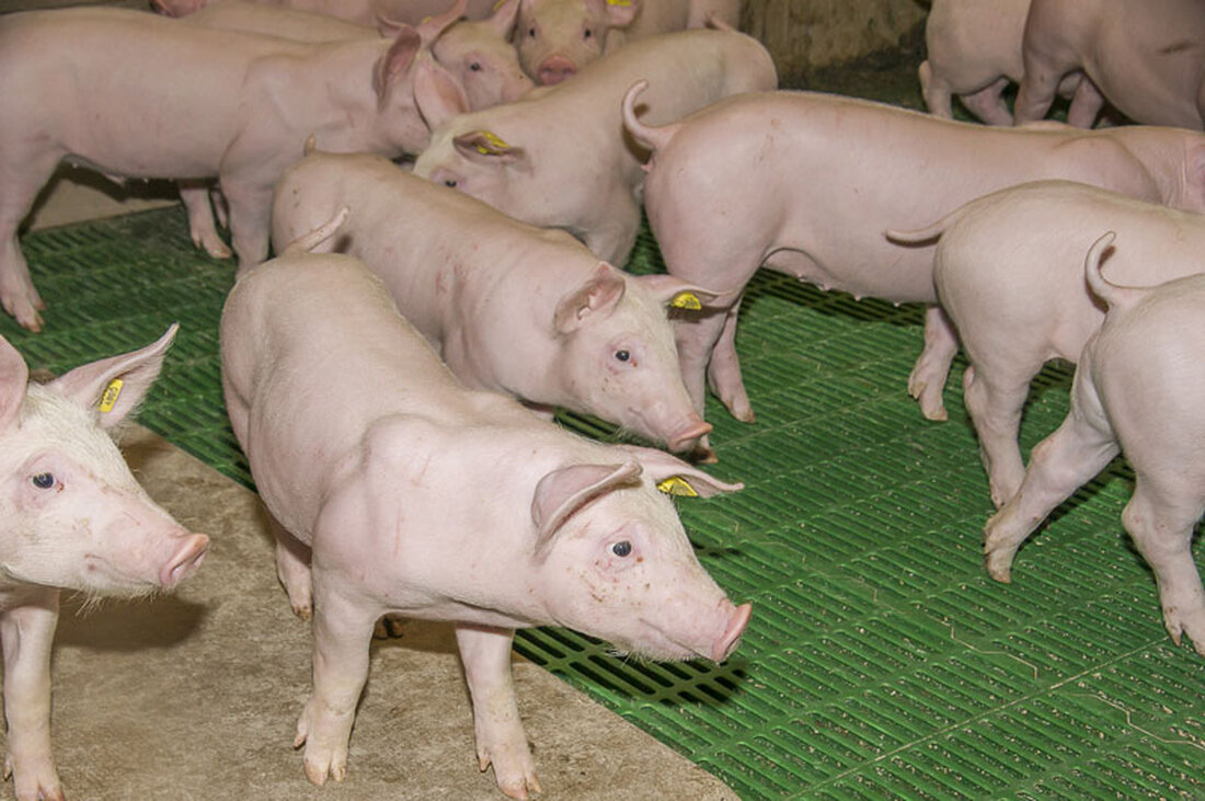 Der  Gastronomie-Großhändler Transgourmet weitet ab sofort das AMA-Gütesiegel-kontrollierte Angebot an Schweinefleisch massiv aus: So werden nun alle Teilstücke vom Schwein unter der Exklusivmarke „premium“ angeboten.