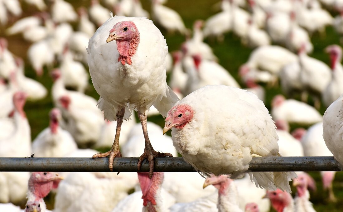 Die Regale im heimischen Großhandel sind voll mit billigem Putenfleisch, das im Ausland zu wesentlich niedrigeren Standards produziert wurde. Das ist das Ergebnis eines österreichweiten Regionalitäts-Checks, der von der Geflügelwirtschaft Österreich und dem Verein "Wirtschaften am Land" beauftragt wurde.