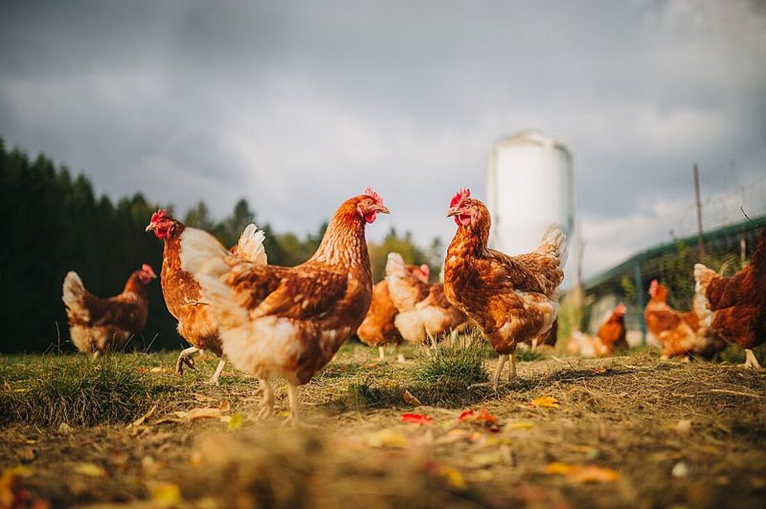 Ab Oktober wirkt die Rewe Group in Österreich dem Kükentöten entschieden entgegen: 70.000 Gockel von Tonis Freilandeier werden jährlich aufgezogen.
