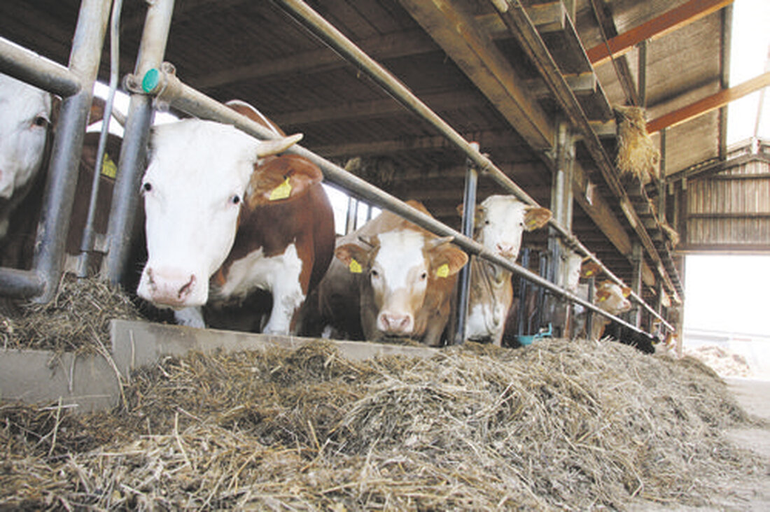 Für die heimischen Rinderbauern hat sich kurzfristig ein neuer Absatzmarkt aufgetan. In der Schweiz gibt es einen Engpass bei Rindfleisch, daher ist niederösterreichisches Rindfleisch derzeit dort besonders beliebt.