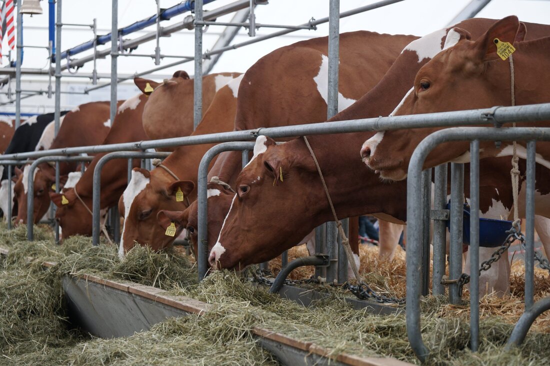 Während die Nachfrage nach Österreichischem Rindfleisch stieg, kam es dieses Jahr dürrebedingt zu vermehrten Rinderverkäufen und dadurch zu sinkenden Erzeugerpreisen. Große Pressekonferenz von Franz Reisecker, Präsident der Landwirtschaftskammer Oberösterreich am 26. November.