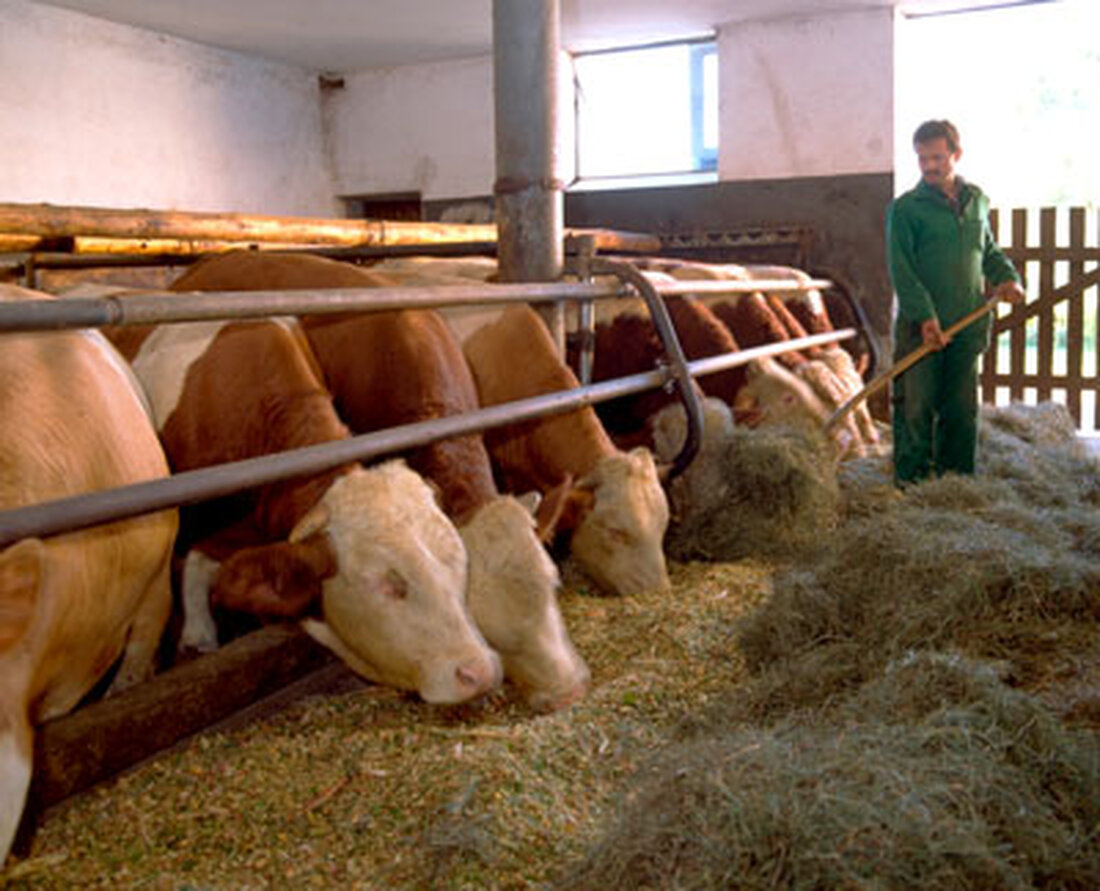 Das AMA Tierwohl-Modul für Rindfleisch soll noch in der ersten Hälfte dieses Jahres an den Start gehen. Weltweit geführte Grundsatzdiskussion in Sachen Rinderzucht.