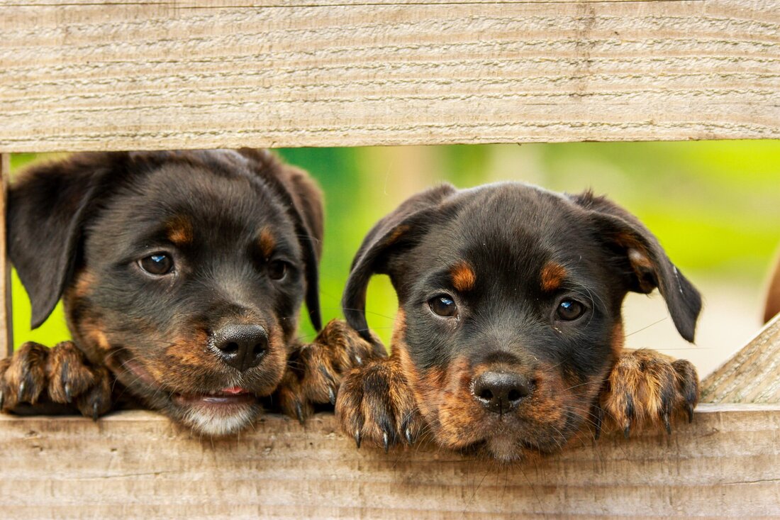 Testsieger ist ein Erzeugnis vom Diskonter – 6 von 20 Produkten fielen durch So mancher Hundebesitzer greift tief in die Tasche, um seinen Liebling optimal zu ernähren. Doch Preis und Qualität sind nicht zwangsläufig miteinander verknüpft, wie der Verein für Konsumenteninformation (VKI) in der Juli-Ausgabe des Testmagazins KONSUMENT zeigt. Untersucht wurden 20 Sorten Nassfutter, die als Alleinfutter beworben werden, darunter 2 tiefgekühlte BARF-Menüs (biologisch artgerechte Rohfütterung). Die Preise der getesteten Produkte lagen zwischen 1,21 und 7,64 Euro pro Tagesration. Neben der mikrobiologischen Prüfung und einer Schadstoffuntersuchung lag das Hauptaugenmerk des Tests auf der ernährungsphysiologischen Qualität. Die ausführlichen Testergebnisse gibt es im KONSUMENT und auf www.konsument.at.