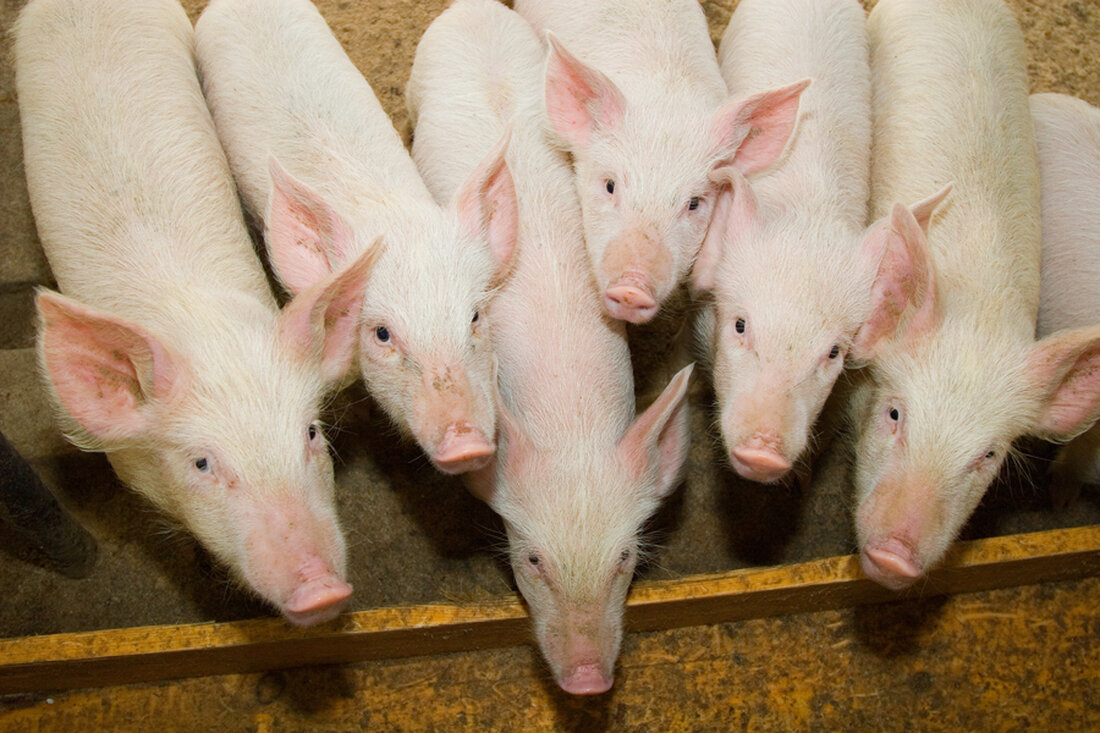 Die Rinderanzahl bleibt weiterhin unter der Zweimillionenmarke, der Schweinebestand ist um 3,7 Prozent geringer als noch im Dezember