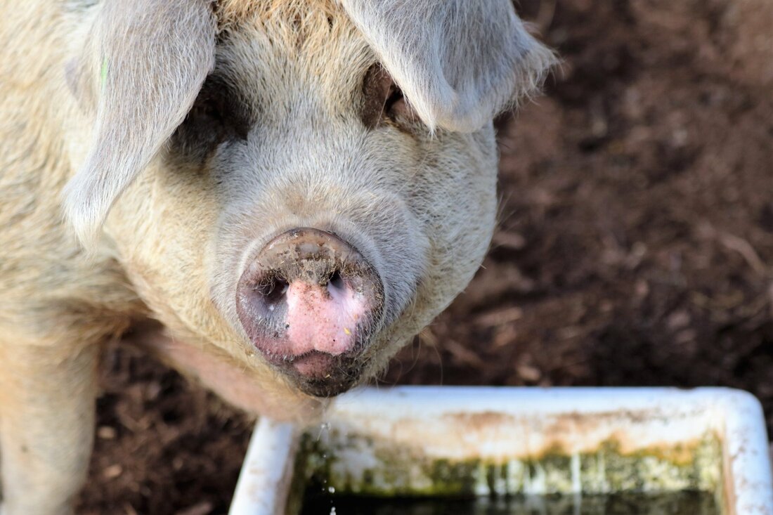 Walter Lederhilger, Obmann des Verbandes Österreichischer Schweinebauern (VÖS) reagiert auf das VGT-Campaigning gegen heimische Schweinebauern.