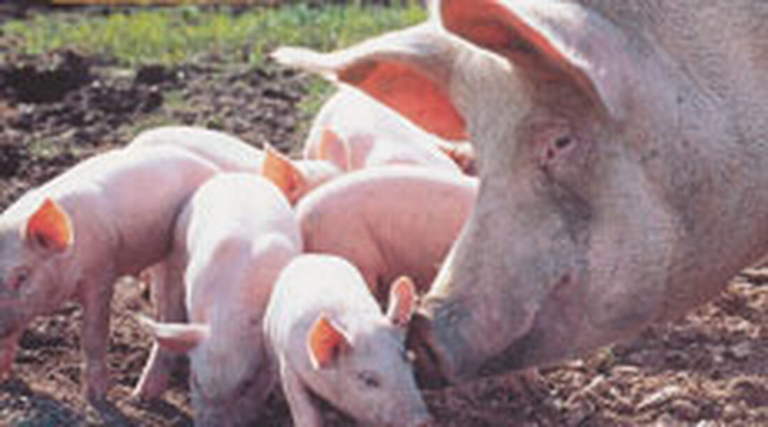 Zum Jahreswechsel hatte das Schwein Hochsaison als Glücksbringer, doch den steirischen Schweinebauern brachte das Vieh 2015 nur wenig Glück: „Es war eines schwierigsten Jahre. Die Erzeugerpreise sind nicht mehr kostendeckend“, erklärte der steirische Landwirtschaftskammerpräsident Franz Titschenbacher. Er forderte eine Herkunftskennzeichnung von Fleisch auf Speisekarten.