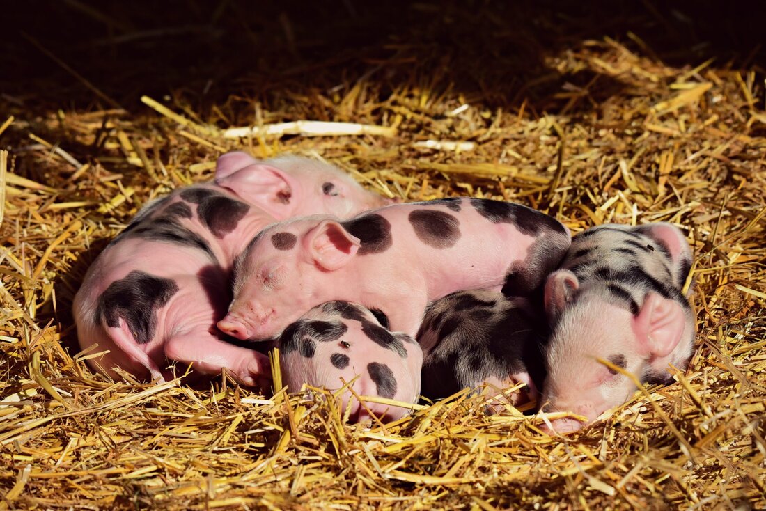 In Österreich halten 22.100 bäuerliche Betriebe dieses Nutztier – eine kurze Zusammenfassung des Verbandes Österreichischer Schweinebauern anlässlich des weltweiten „Pig Day".